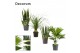 Groene planten mix Groenmix 12 cm (Decorum) 1 pp 