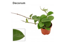 Hoya Hoya 6 cm CV Chouke Decorum 2.5 - 4.9  cm 1 pp