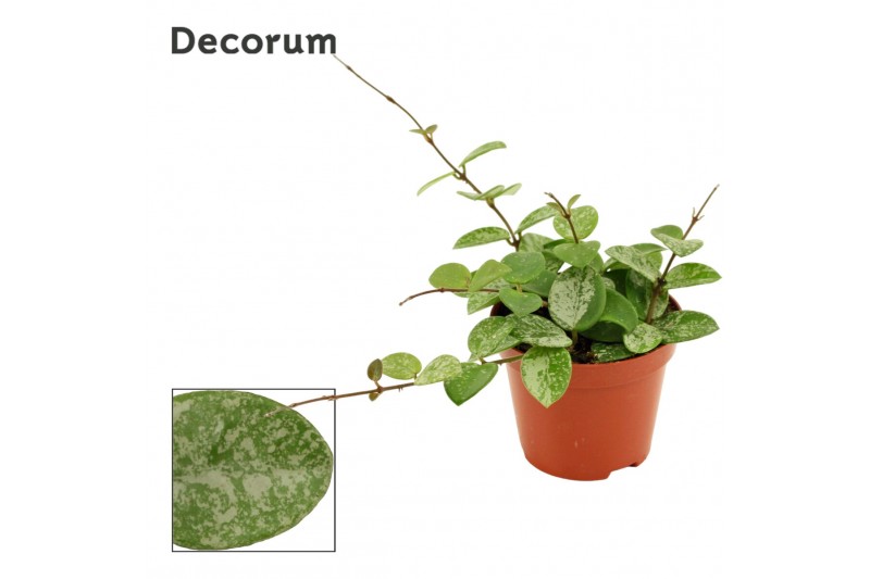 Hoya mathilde Hoya 9 cm Mathilde splash (Decorum) 5.0 - 7.4  cm 1 pp 