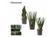 Sansevieria cylindrica Mix 12cm Decorum 