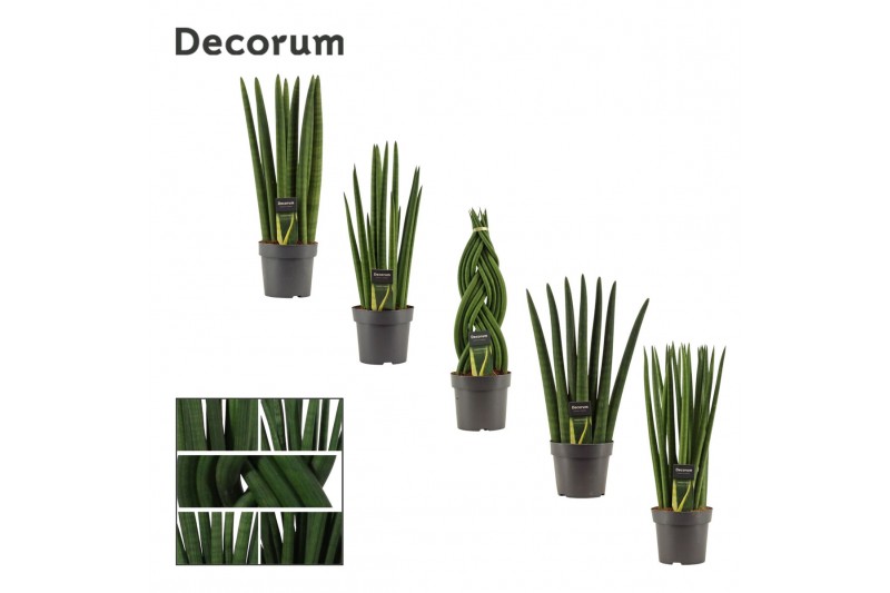 Sansevieria cylindrica Mix 14cm Decorum 