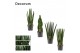 Sansevieria cylindrica Mix 14cm Decorum 