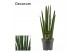 Sansevieria cylindrica Rocket 14cm Decorum 