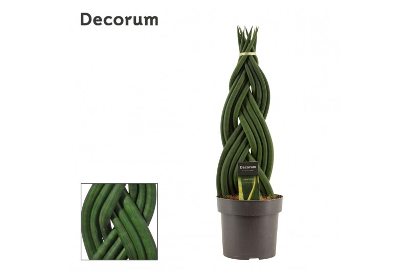 Sansevieria cylindrica Braid 17cm Decorum 