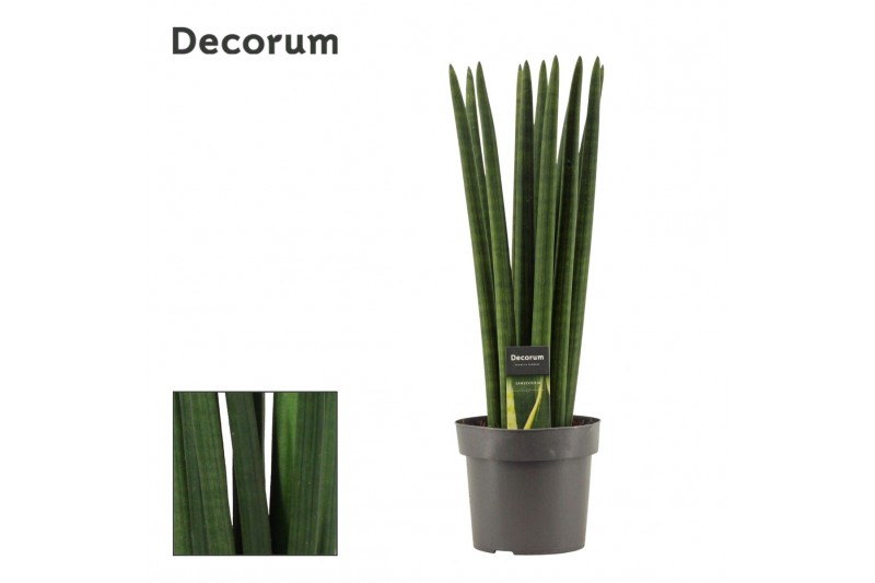 Sansevieria cylindrica Straight 17cm Decorum 