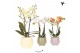 Phalaenopsis mix Kolibri Orchids Phalaenopsis mix 2 spike in Scandic p 