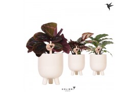Calathea mix Kolibri Greens Calathea in Gummy pot travertine1 pp