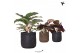 Calathea mix Kolibri Greens Calathea mix in Moon pot mix1 pp 