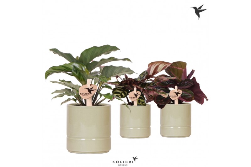 Calathea mix Kolibri Greens Calathea mix in Pastel pot green1 pp 