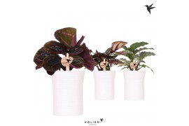 Calathea mix Kolibri Greens Calathea mix in Furrow pot1 pp