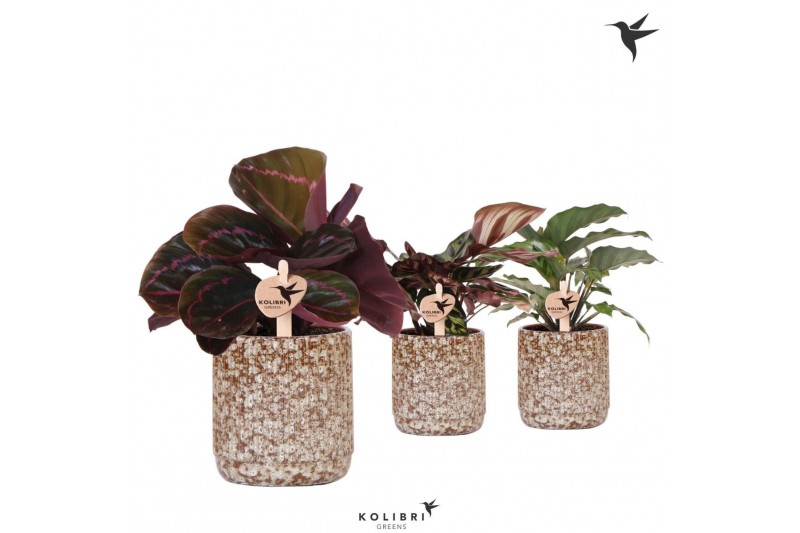 Calathea mix Kolibri Greens Calathea mix in Jaguar pot1 pp 
