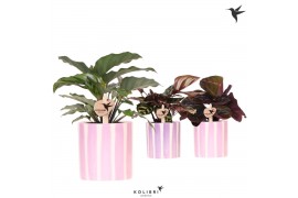 Calathea mix Kolibri Greens Calathea mix in Painted Stripe pot pink mi