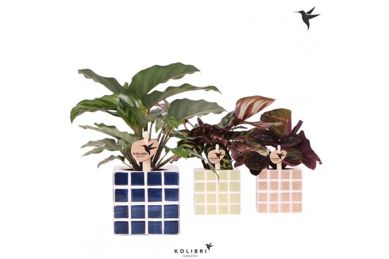 Calathea mix Kolibri Greens Calathea mix in Mosa pot blue mix1 pp 