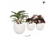 Calathea mix Kolibri Greens Calathea mix in Bowl pot white1 pp 