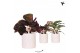 Calathea mix Kolibri Greens Calathea mix in Floral pot mix1 pp 