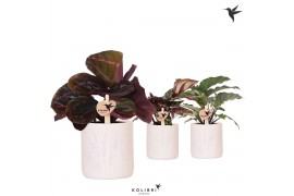 Calathea mix Kolibri Greens Calathea mix in Floral pot mix1 pp