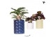 Calathea mix Kolibri Greens Calathea mix in Candy pot blue mix1 pp 