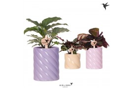 Calathea mix Kolibri Greens Calathea mix in Candy pot pink mix1 pp