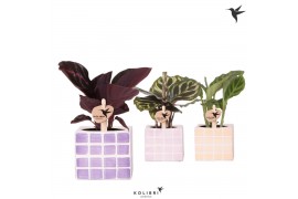 Calathea mix Kolibri Greens Calathea mix in Mosa pot pink mix1 pp