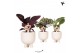Calathea mix Kolibri Greens Calathea mix in Gummy pot travertine1 pp 