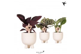 Calathea mix Kolibri Greens Calathea mix in Gummy pot travertine1 pp