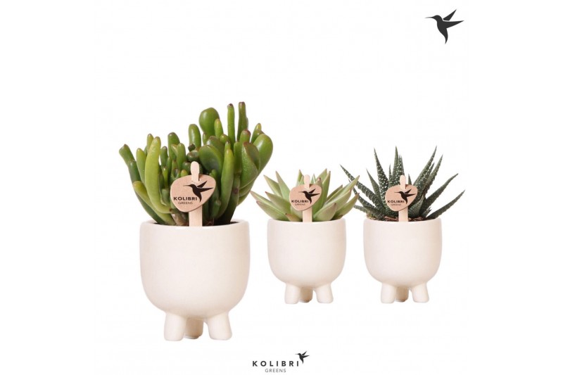 Succulenten mix Kolibri Greens Succulenten mix in Gummy pot travertine 