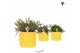 Rhipsalis mix Kolibri Greens Rhipsalis mix in Citrus pot yellow1 pp 