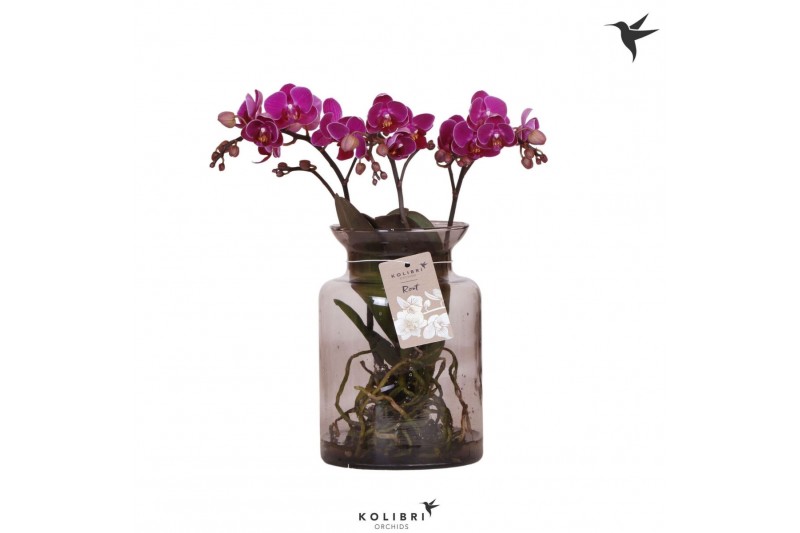 Phalaenopsis paars Kolibri Orchids Phalaenopsis Roots violet in glas s 