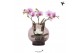 Phalaenopsis roze Kolibri Orchids Phalaenopsis Roots pink in glas bowl 