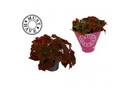 Begonia beleaf amber love Bladbegonia Rex Amber Love MUST HAVE1 pp