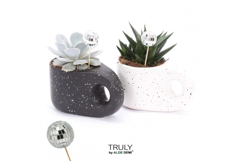 Succulenten TRULY succulent, Penguin pot Disco 1 pp 