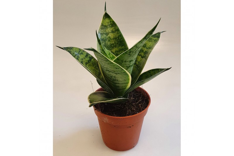 Sansevieria trifasciata hahnii Sansevieria Hahnii 6 cm Silver Hahnii(D 