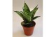 Sansevieria trifasciata hahnii Sansevieria Hahnii 6 cm Silver Hahnii(D 