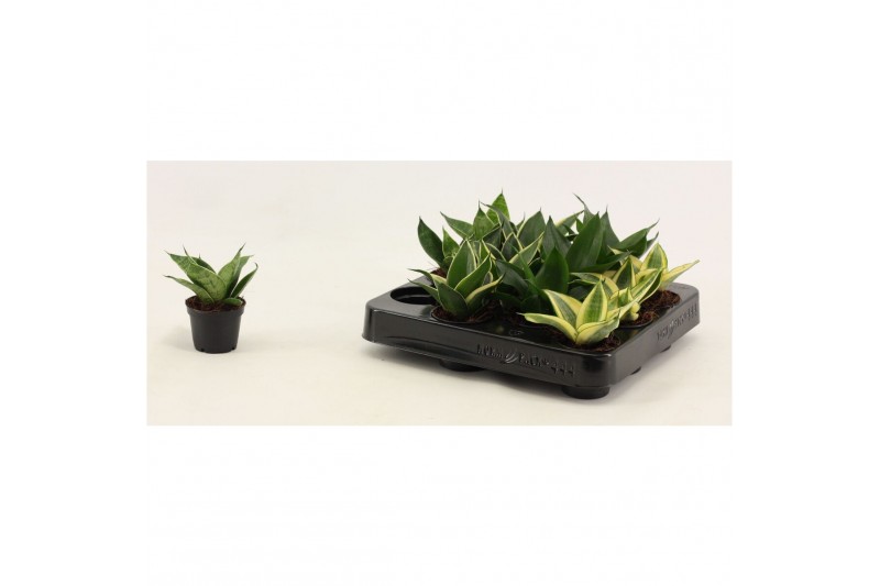 Sansevieria trifasciata hahnii Sansevieria Hahnii 6 cm Mix 