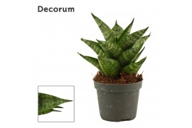 Sansevieria Sansevieria Brilliant Crown 6 cm (Decorum)