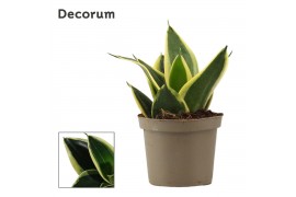 Sansevieria trifasciata hahnii Sansevieria Hahnii 9 cm Jade Pagoda (De