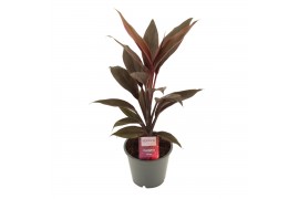 Cordyline fruticosa tango Cordyline Tango 12 cm 1 pp