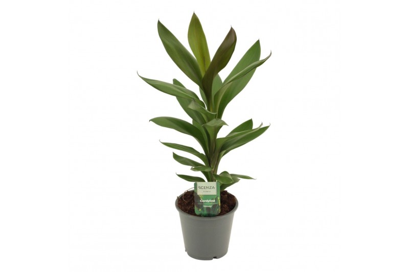 Cordyline glauca Cordyline Glauca 12 cm 1 pp 