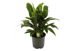 Cordyline glauca Cordyline Glauca Toef 19 cm 3 pp