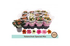 Kalanchoe calandiva special mix Kalanchoë Special Mix 1 pp