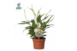 Spathiphyllum chopin Spathiphyllum 10,5 cm Rondo Air so Pure - WOW eti