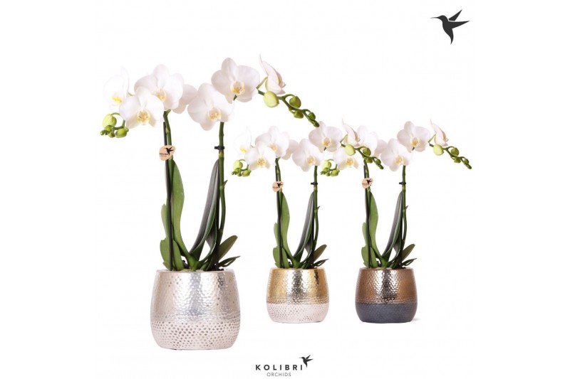 Phalaenopsis multiflora wit Kolibri Orchids Phalaenopsis white 2 spike 