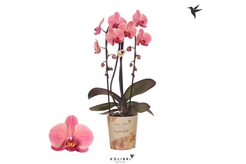 Phalaenopsis elegant cascade Kolibri Orchids Cascade Niagara Fall oran 