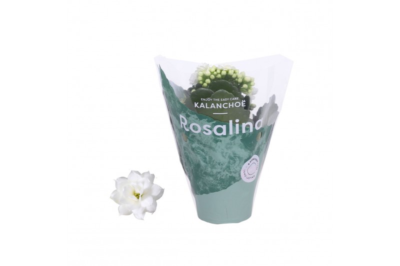 Kalanchoe rosalina don dione wit 