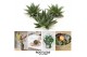 Succulenten ROOTLESS Gasteria Aloe 12-14 cm, solo 