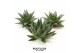 Succulenten ROOTLESS Gasteria Aloe 12-14 cm, solo 