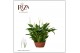 Spathiphyllum chopin 10+ - Zonder Hoes 