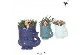 Rhipsalis mix Kolibri Greens Rhipsalis mix in Fish pot blue mix1 pp