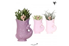Succulenten mix Kolibri Greens Succulenten mix in Fish pot lila mix1 p