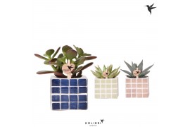 Succulenten mix Kolibri Greens Succulenten mix in Mosa pot blue mix1 p